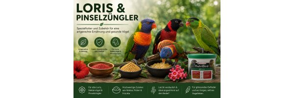 Loris & Pinzelzüngler