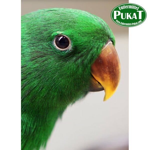 Psittacus Eclectus Special Handaufzuchtfutter 5kg