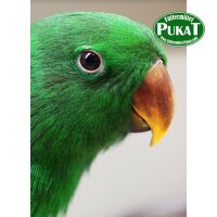 Psittacus Eclectus Special Handaufzuchtfutter 5kg
