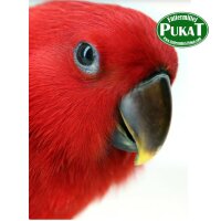 Psittacus Eclectus Special Handaufzuchtfutter 5kg