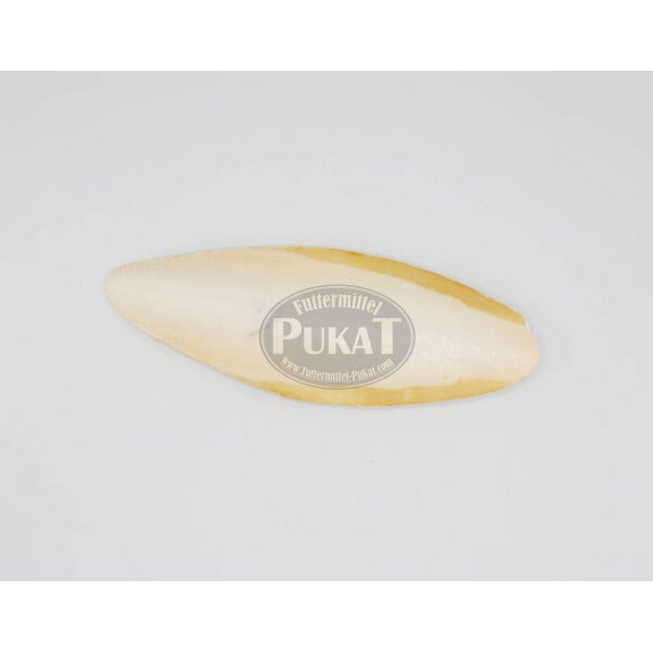 Sepiaschalen XL groß 9-11" (ca. 20-26cm) 1 Stück