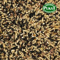 DV15 Kanarien Zucht mit Rübsen 1kg