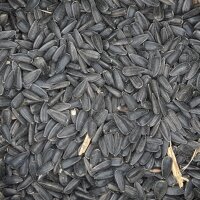 Sonnenblumen - Schwarz 4kg