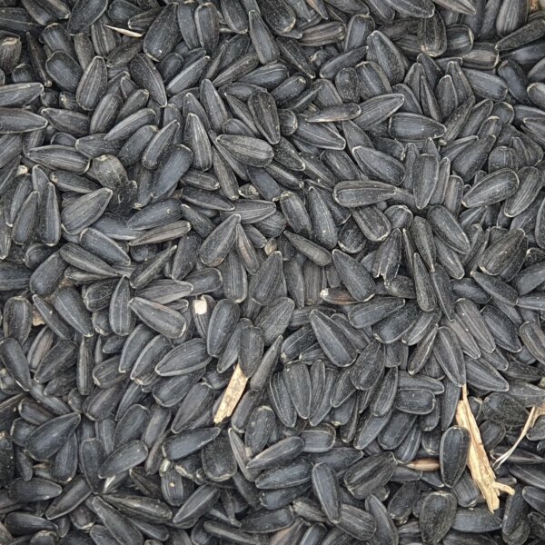 Sonnenblumen - Schwarz 1kg