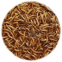 Mehlwürmer getrocknet 80g