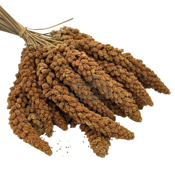 Kolbenhirse - Rot  Frankreich 1kg