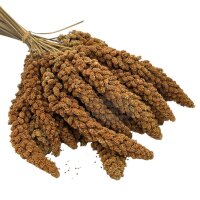 Kolbenhirse - Rot  Frankreich 500g