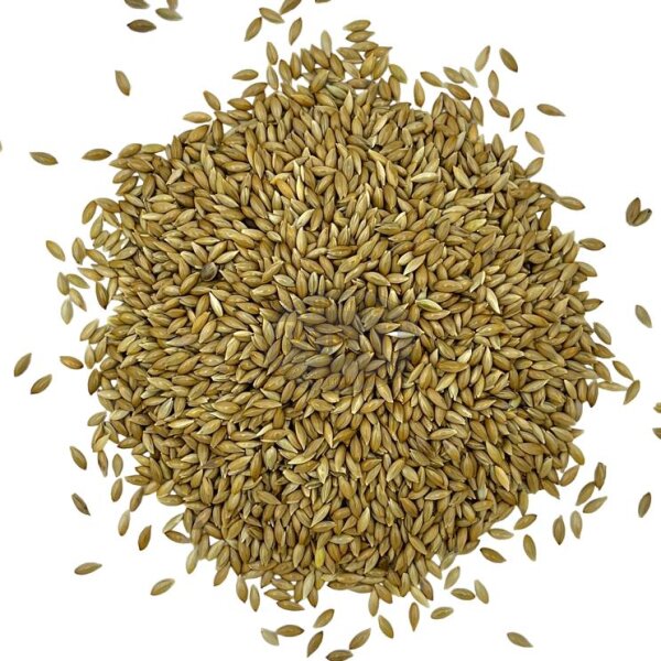 Manitoba Glanzsaat (kanadische Kanariensaat) 20 + 2kg - Aktion
