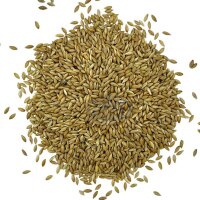 Manitoba Glanzsaat (kanadische Kanariensaat) 20 + 2kg -...