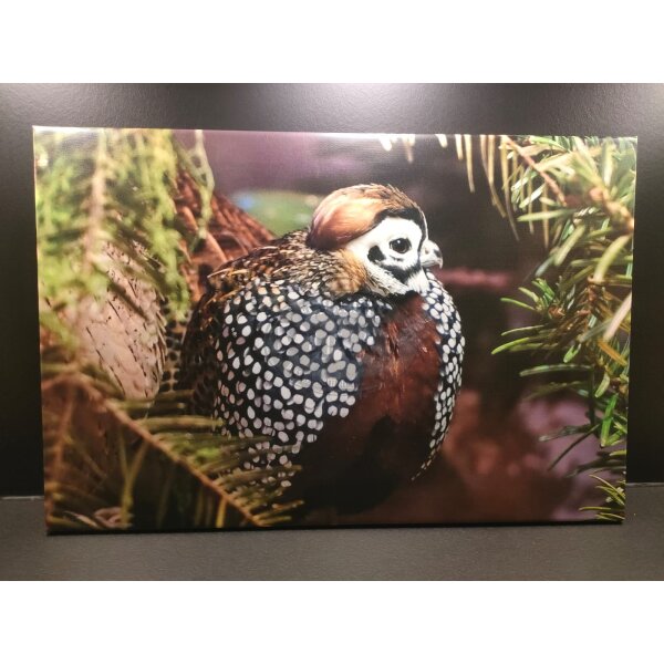 Foto auf Leinwand 60 × 40 cm – Montesumawachtel Hahn „Waldruhe“