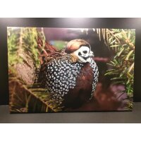 Foto auf Leinwand 60 × 40 cm –...