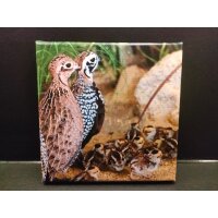 Foto auf Leinwand Montsuma-Wachteln mit Küken 20x20 cm