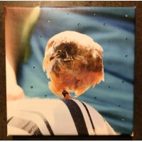 Foto auf Leinwand  20x20 cm- Motiv Zwergwachtel auf Schulter