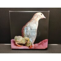 Foto auf Leinwand  20x20 cm- Motiv Zwergwachtel mit...