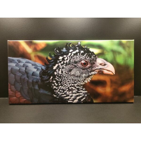 Foto auf Leinwand 60 × 30 cm – Wachtel Motiv