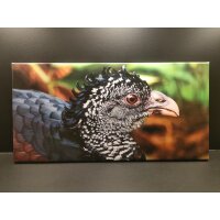 Foto auf Leinwand 60 × 30 cm – Wachtel Motiv