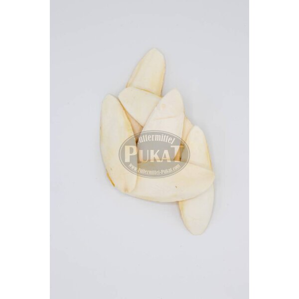 Sepiaschalen S klein 10-15cm 6er Pack