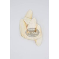 Sepiaschalen M mittel 5-6" (ca. 12-16cm  6er Pack