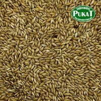 Manitoba Glanzsaat (kanadische Kanariensaat) 400g