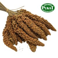 Kolbenhirse - Rot  Deutsche Ernte 250g