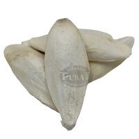 Sepiaschalen L groß ca. 16-20cm 4er Pack