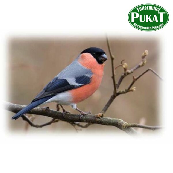 Pukis Gimpel/Dompfaff I 500g