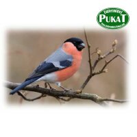 Pukis Gimpel/Dompfaff I 500g