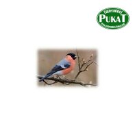 Pukis Gimpel/Dompfaff I 500g