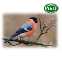 Pukis Gimpel/Dompfaff I 500g