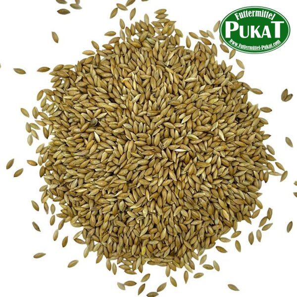 Manitoba Glanzsaat (kanadische Kanariensaat) 1kg