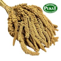 Kolbenhirse - Gelb Frankreich 25kg