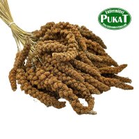 Kolbenhirse - Rot ca. 250g