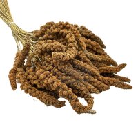 Kolbenhirse - Rot Frankreich  ca. 250g