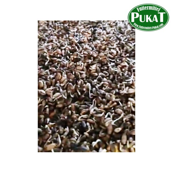 Germix Mariendistel (gekeimt) 1kg