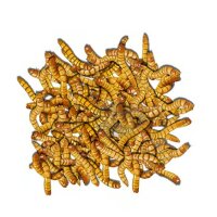 Psittacus Insektenfresser Gel 1kg - MHD: 4/26