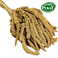 Kolbenhirse - Gelb Frankreich 1kg