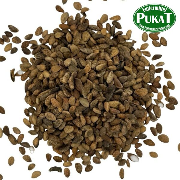 Kiefernsamen grob weich 150g
