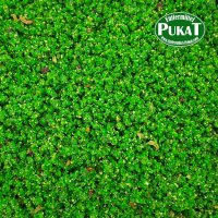 Pineta Verdure 1kg