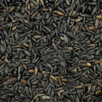 Manitoba Sonnenblumenkerne mini schwarz 4x1kg